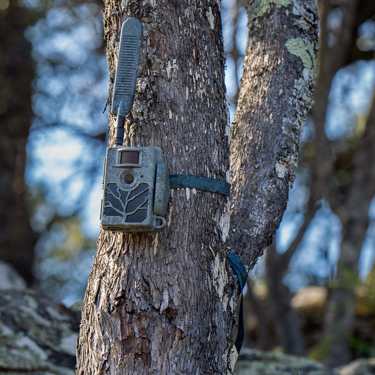 Wildlife & Trail Cameras